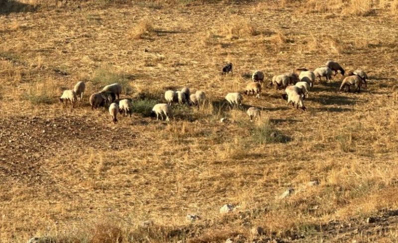 مستوطنون ينفذون اعتداءات في يطا والسموع
