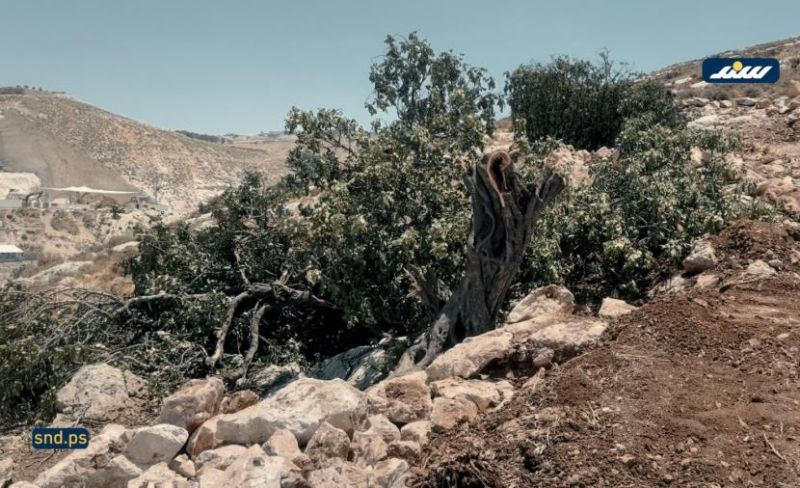 الاحتلال يقتلع أشجار الزيتون غرب الخليل