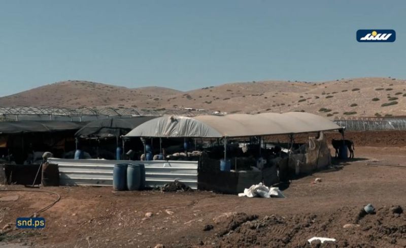 اعتداءات المستوطنين في الأغوار تهدد الثروة الحيوانية بالفناء