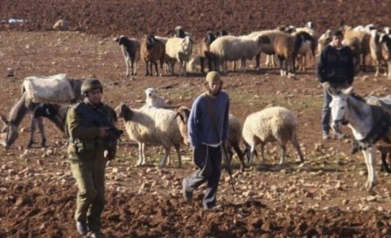 مستوطن يطلق أغنامه في تجمع الكعابنة بالقدس
