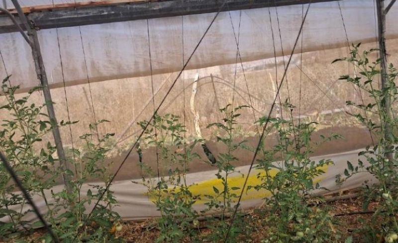 مستوطنون يتلفون محاصيل زراعية شرق نابلس
