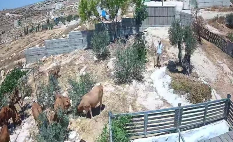 مستوطنون يطلقون أبقارهم بفناء منزل قرب يطا