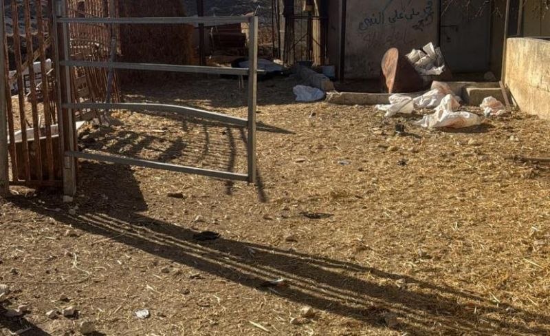 مستوطنون يسرقون 300 رأس غنم وماعز شرق رام الله