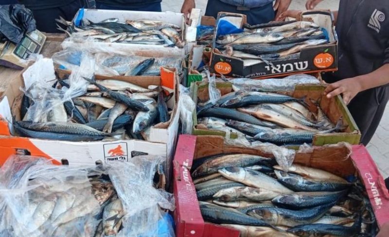 إتلاف 100 كغم من الأسماك الفاسدة في خان يونس