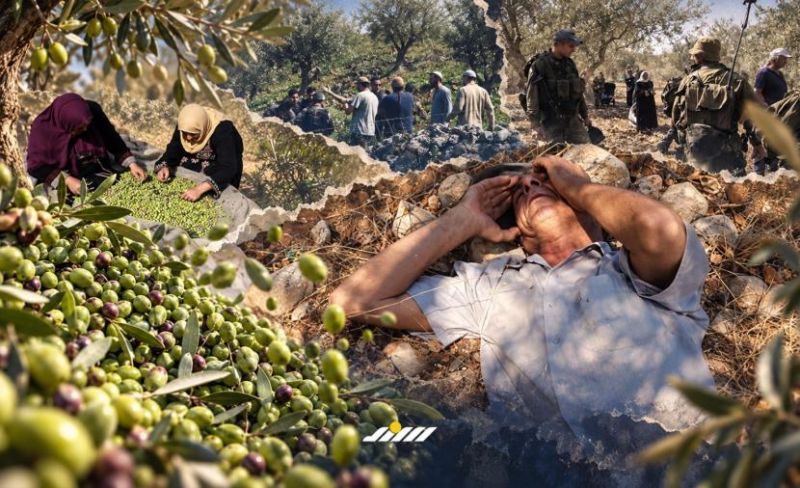 مستوطنون يعتدون على مزارعي الزيتون في فرعتا