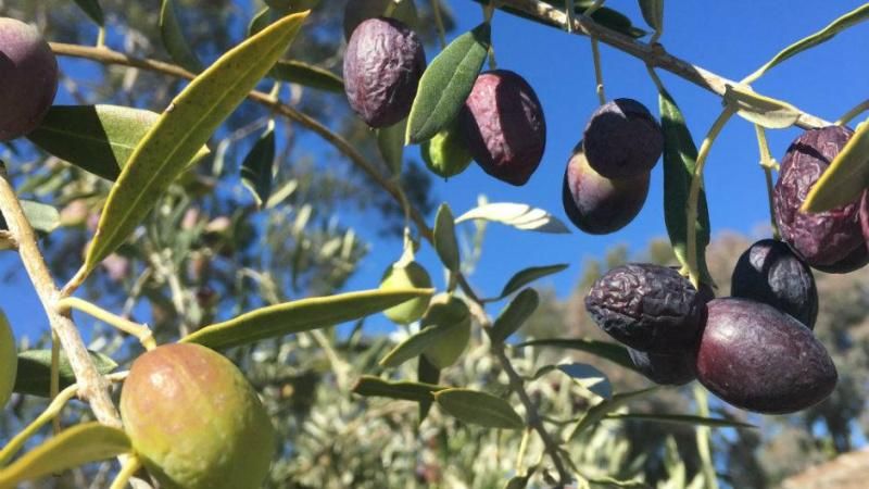 لماذا تتساقط ثمار الزيتون قبل نضجها؟.. خبير يكشف الأسباب ويقدم حلولاً عملية