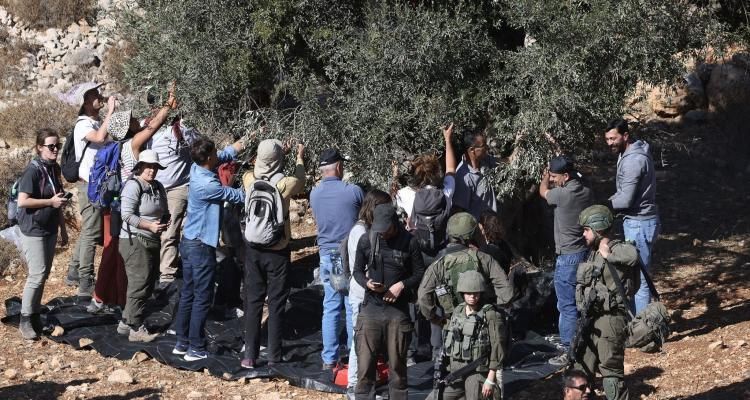 رئيس بلدية عبوين محمود حمد لـ"راية": اعتداءات غير مسبوقة للمستوطنين بحماية الاحتلال لمنع المزارعين من قطف الزيتون