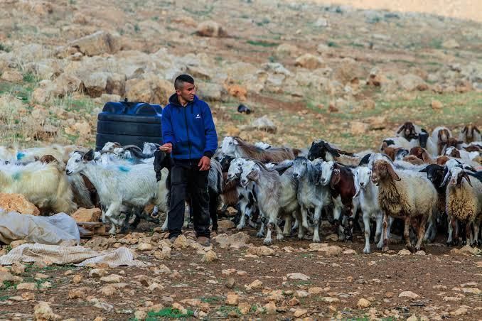 خاص | تحذيرات من استغلال حادثة الأغنام لتبرير اقتحامات المغير