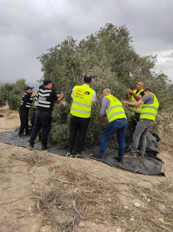 اللجنة المحلية للحملة الوطنية لموسم قطف الزيتون بجنين تنفّذ الفعالية الثانية في كفر راعي لمساندة المزارعين في جني ثمار أشجارهم