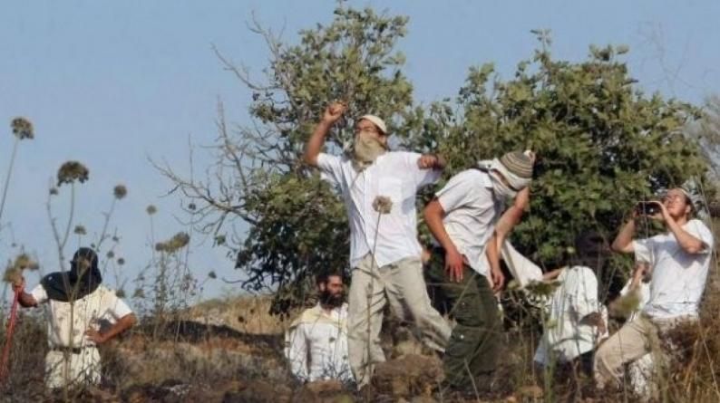 مستوطنون يهاجمون مزارعين خلال قطف الزيتون في برقا غرب رام الله ويجبرونهم على مغادرة أراضيهم