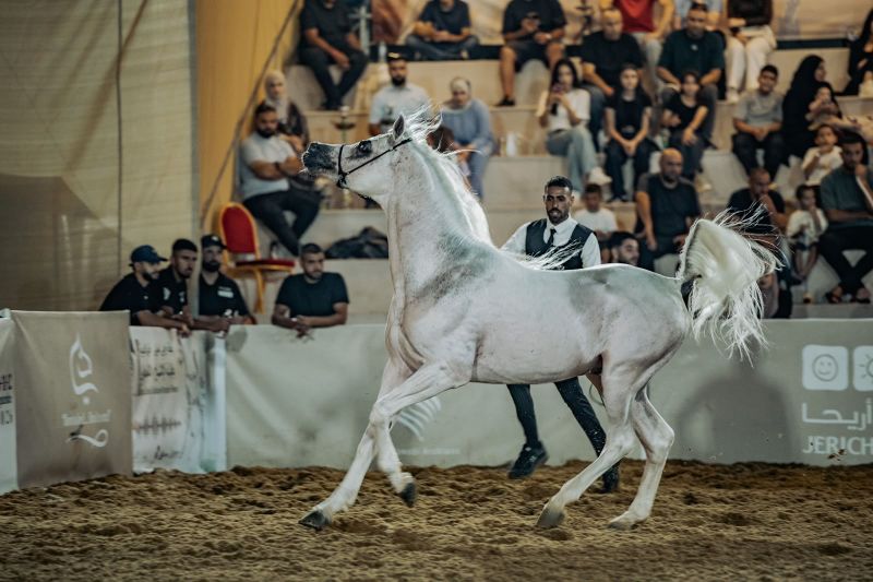 روابي تختتم بطولة الإنتاج المحلي بمشاركة أكثر من 300 خيل عربي أصيل وبمشاركة جماهيرية واسعة