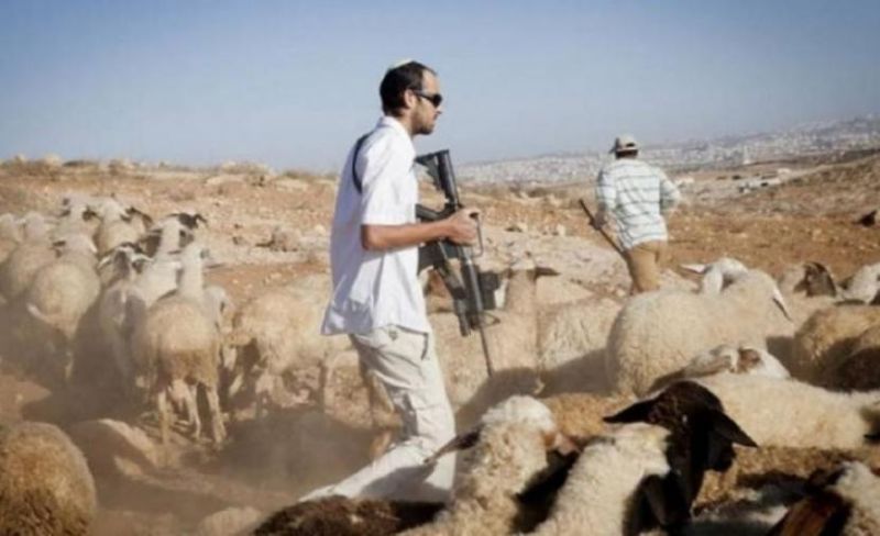 مستوطنون يسرقون أغنامًا غرب نابلس