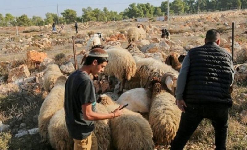 مستوطنون يسرقون 150 رأس ماشية جنوبي الخليل