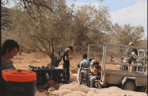 وزارة الزراعة تحذر من تصاعد الاعتداءات الاستيطانية على قطاع الزيتون وتطلق مبادرات لتعزيز صمود المزارعين