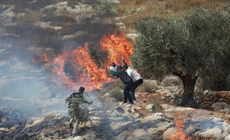مستوطنون يحرقون أراضي ويُتلفون أشجارًا غرب بيت لحم